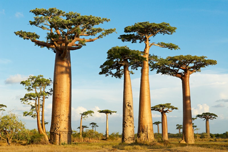 Đại lộ Bao báp, Madagascar