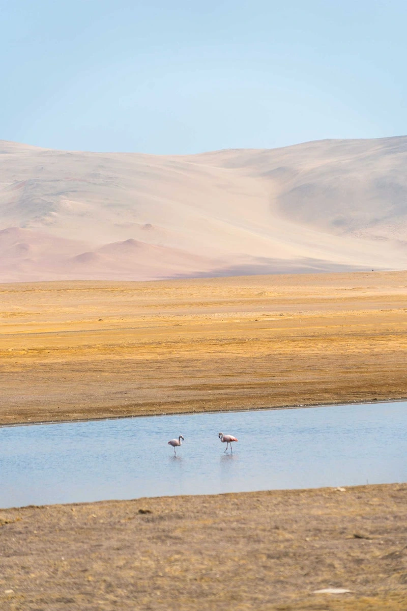 Paracas, Peru
