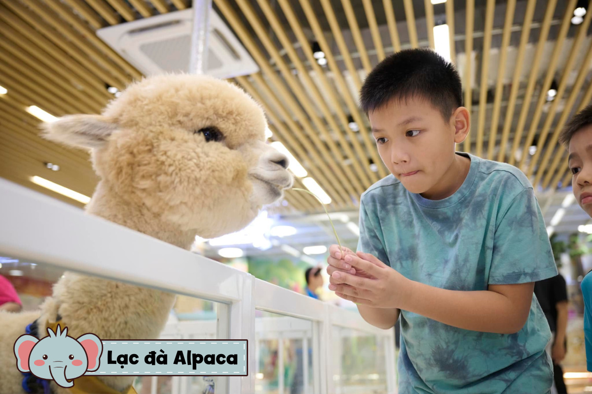 Vườn thú chú voi con khu lạc đà Alpaca