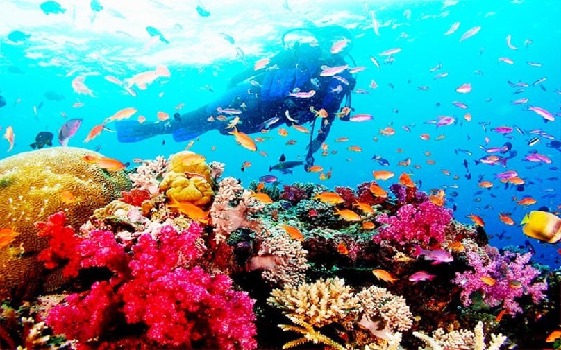 Lặn ngắm san hô tại Vịnh Nha Trang