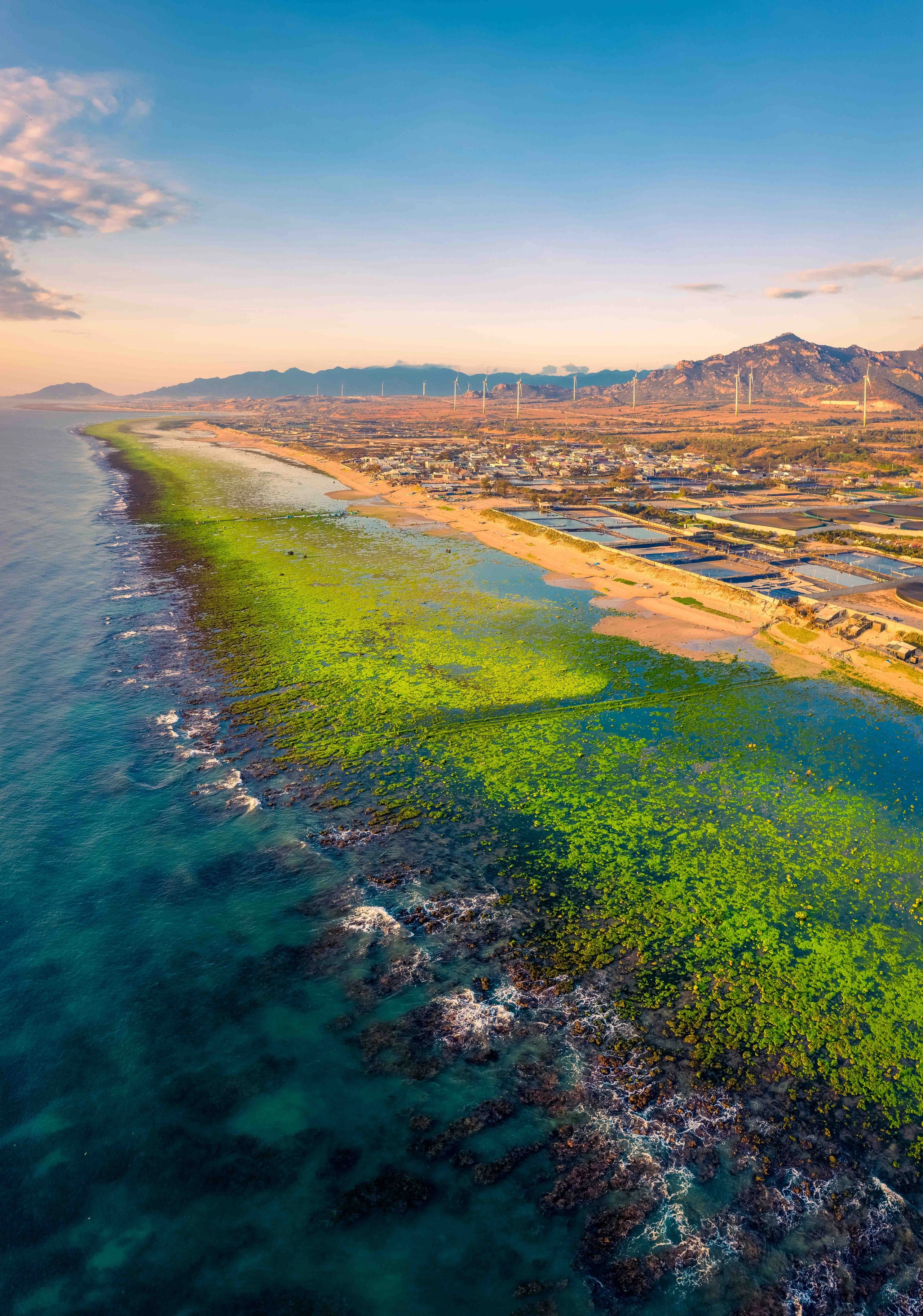 Cảnh ô tô dàn hàng chụp ảnh trên bãi rêu san hô Ninh Thuận - Ảnh 3.