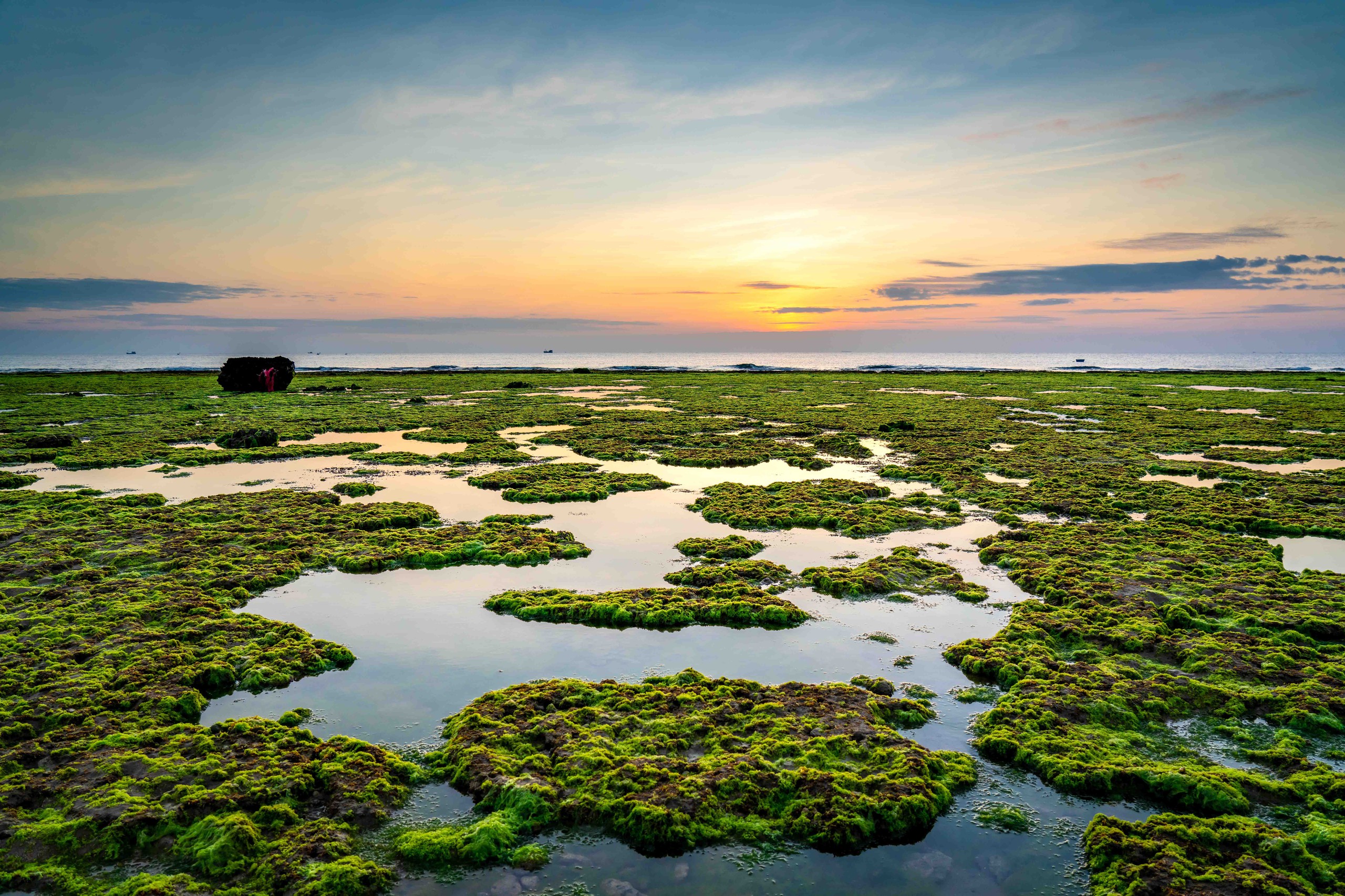 Cảnh ô tô dàn hàng chụp ảnh trên bãi rêu san hô Ninh Thuận - Ảnh 4.