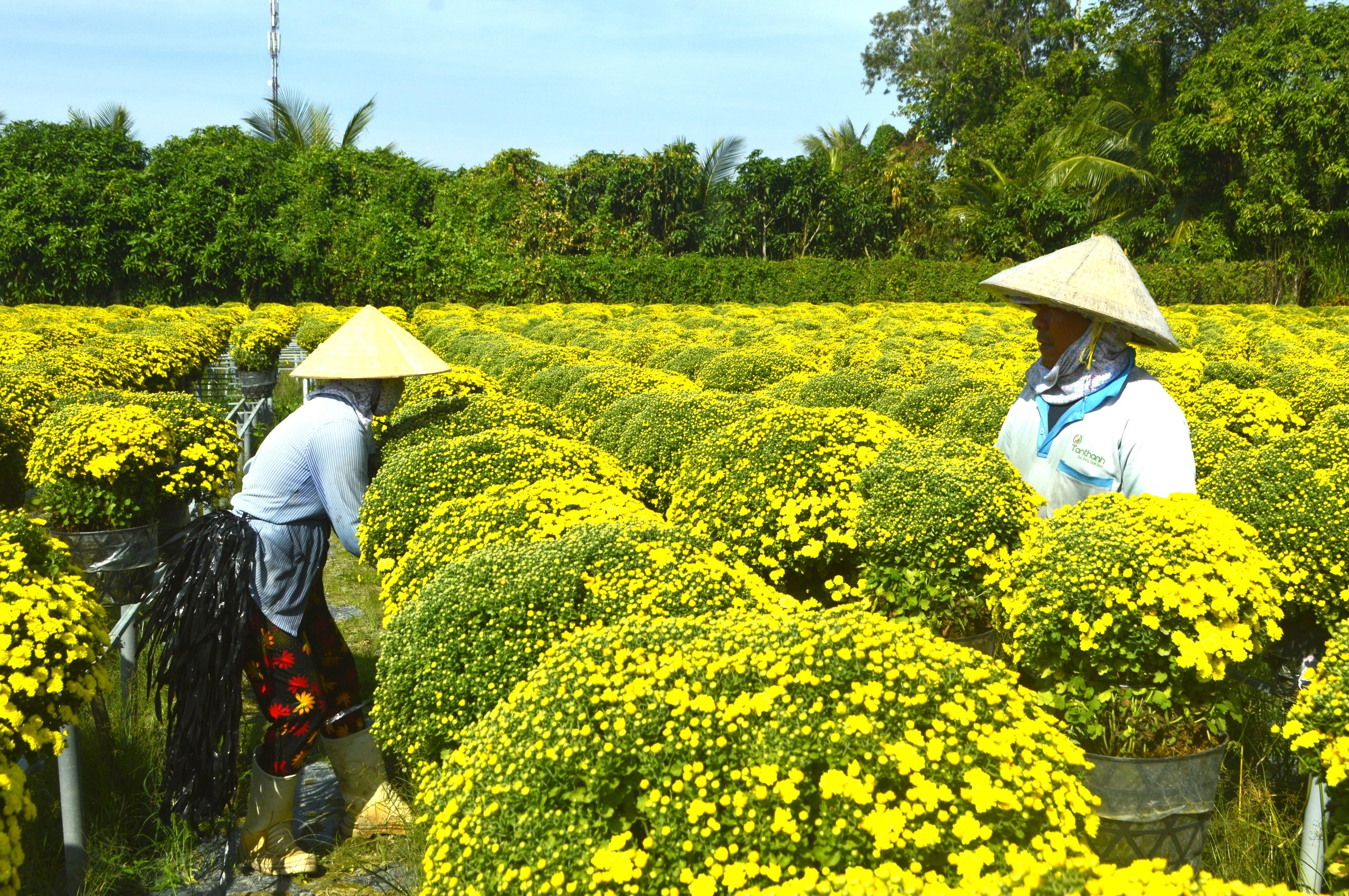 Festival hoa - kiểng Sa Đéc 2026 - Ảnh 1.