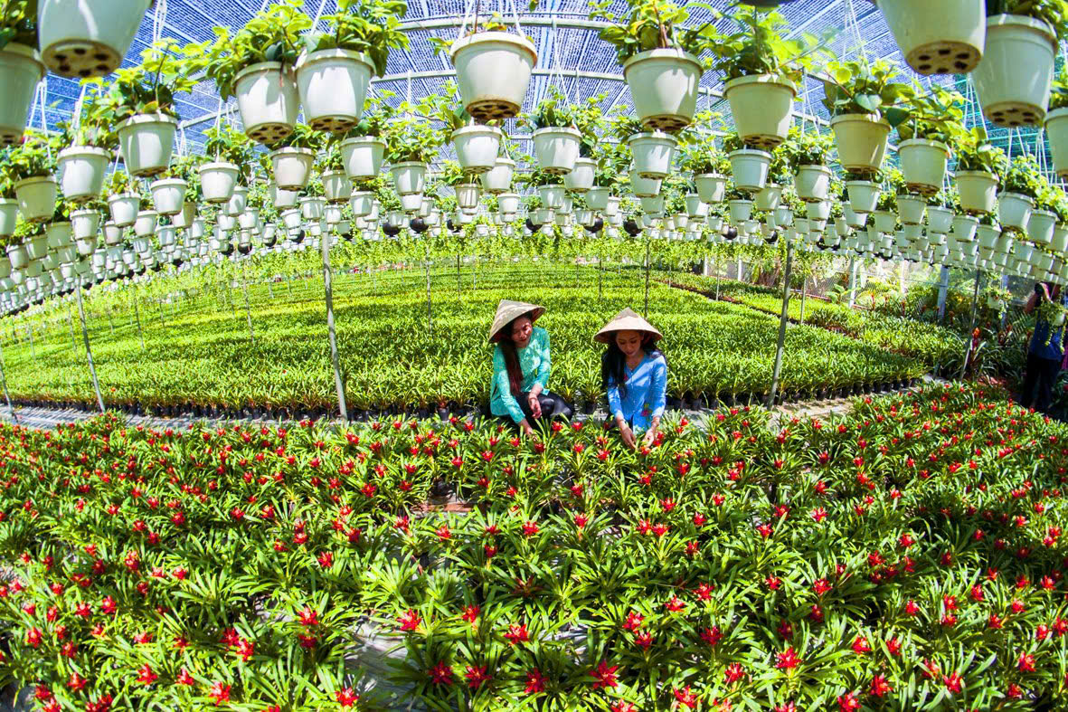 Chợ Lách chuẩn bị ra mắt tuyến đường hoa kiểng dài nhất Việt Nam - Ảnh 8.