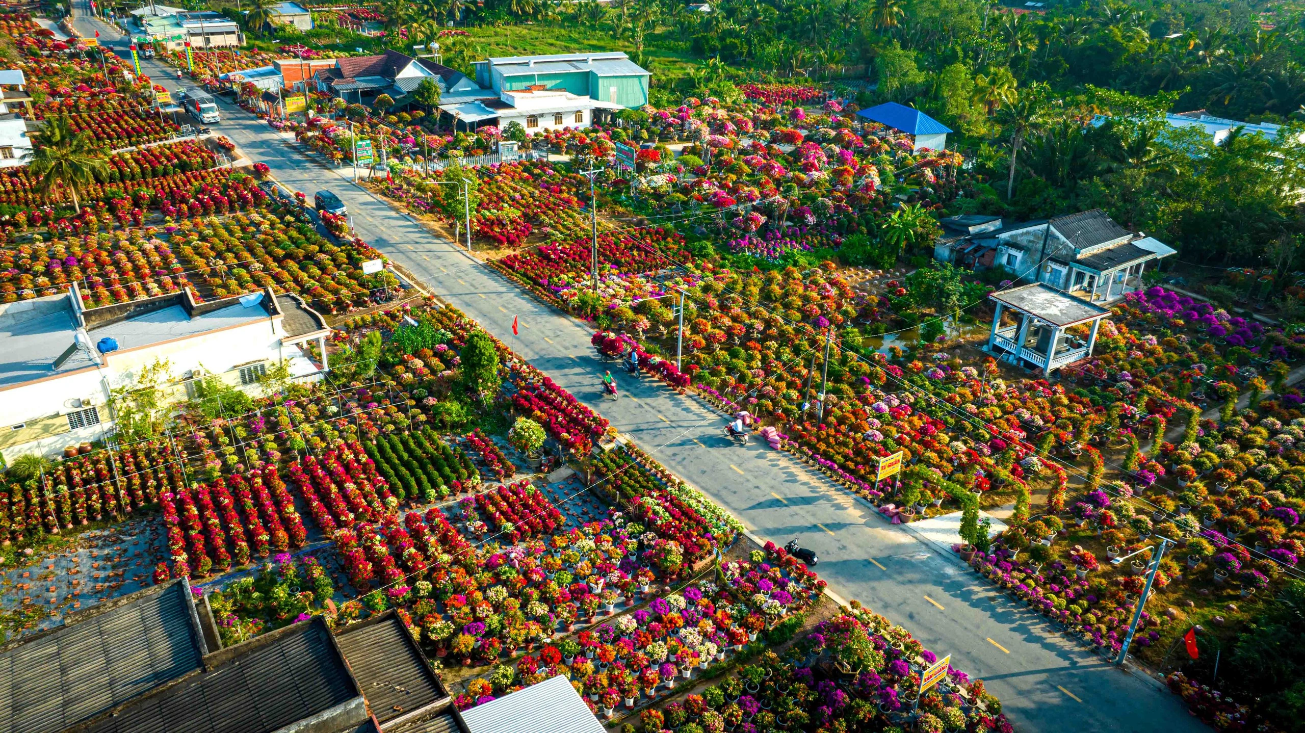 Khám Phá Làng Hoa Giấy Đẹp Nhất Miền Tây Dịp Tết - Ảnh 1.