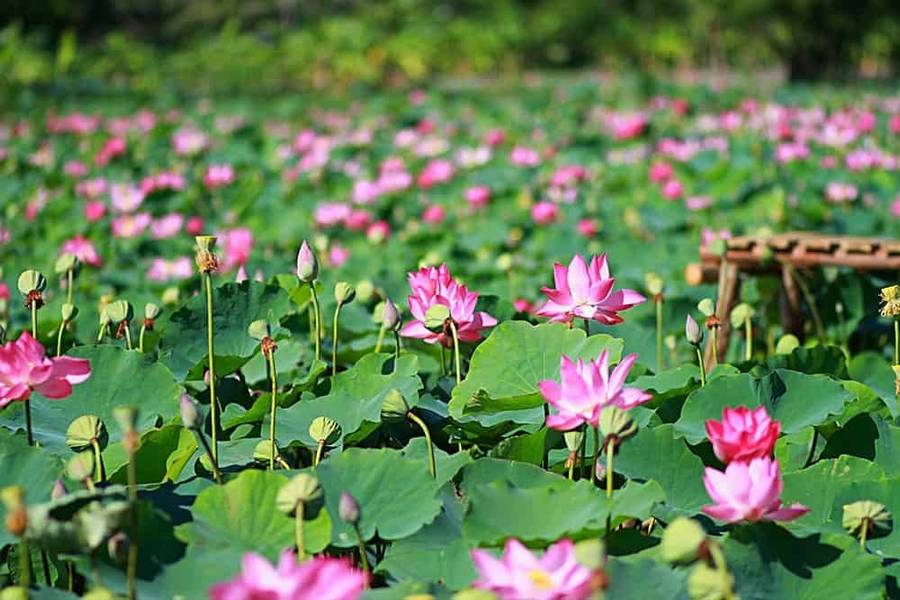 Khu du lịch Đồng sen Tháp Mười - Bát ngát cảnh sắc miền quê