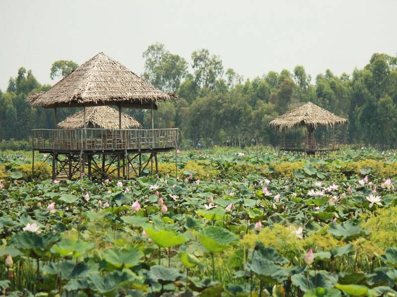 Gian nhà giữa cánh đồng sen