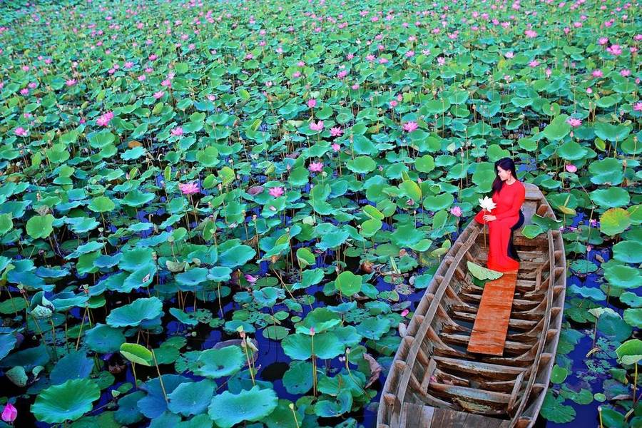 Khoảnh khắc thơ mộng giữa ao sen Tháp Mười