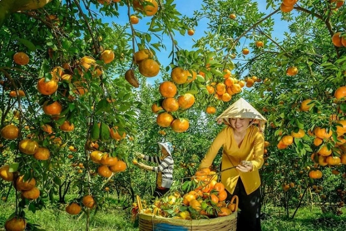 Top 5 vườn trái cây ở Vĩnh Long 'thơm ngon - bổ - rẻ'